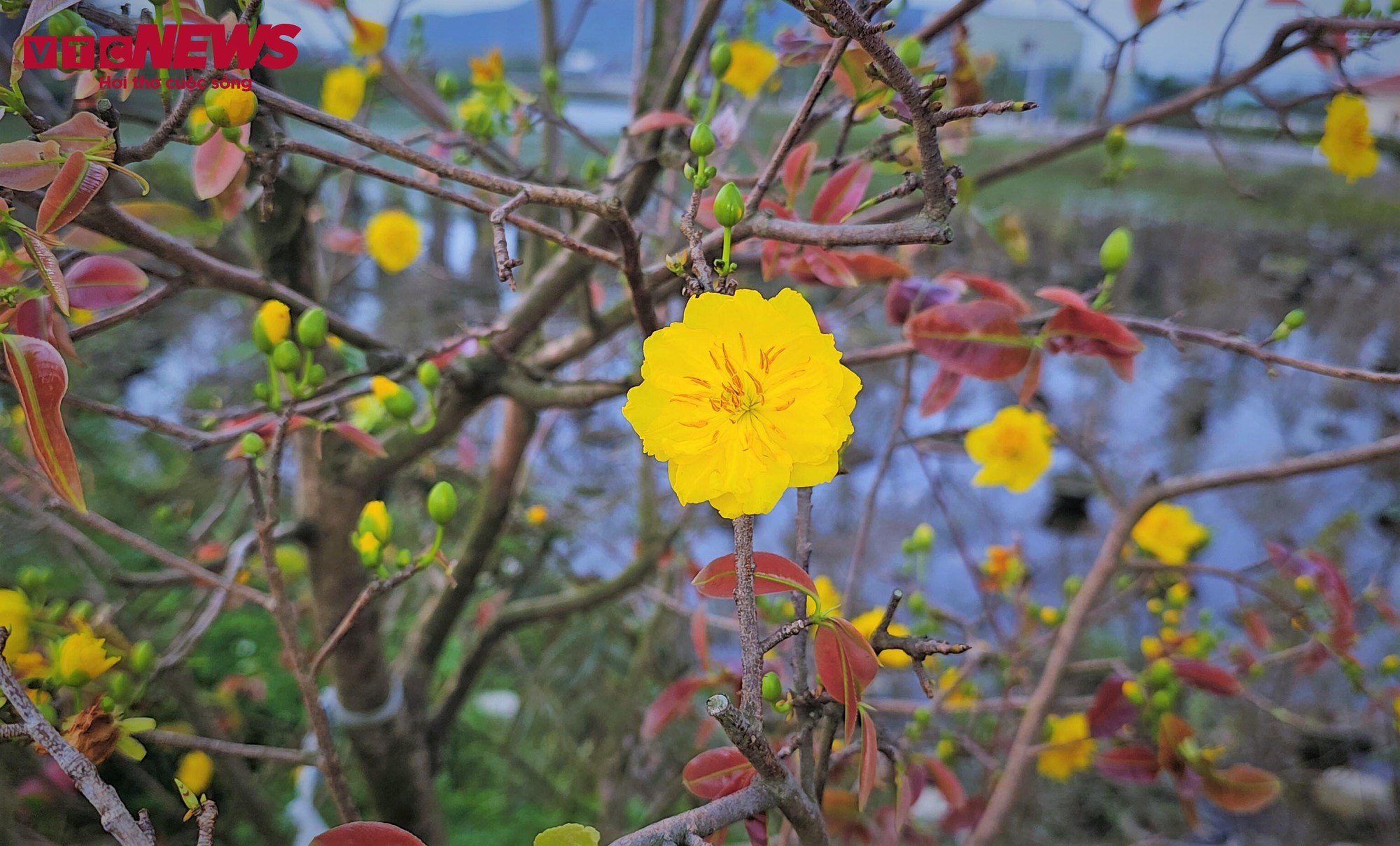 Thủ phủ mai vàng miền Trung thất thu nặng sau thiên tai kép - Ảnh 7