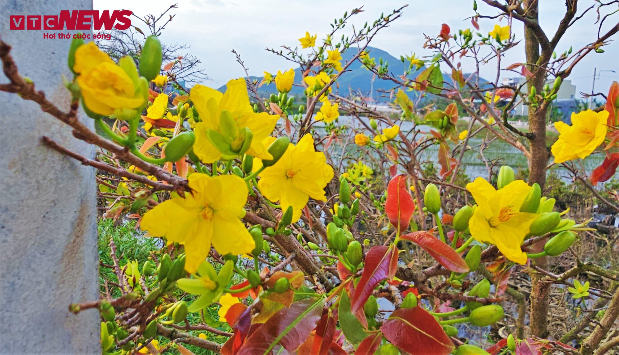 Thủ phủ mai vàng miền Trung thất thu nặng sau thiên tai kép - Ảnh 6
