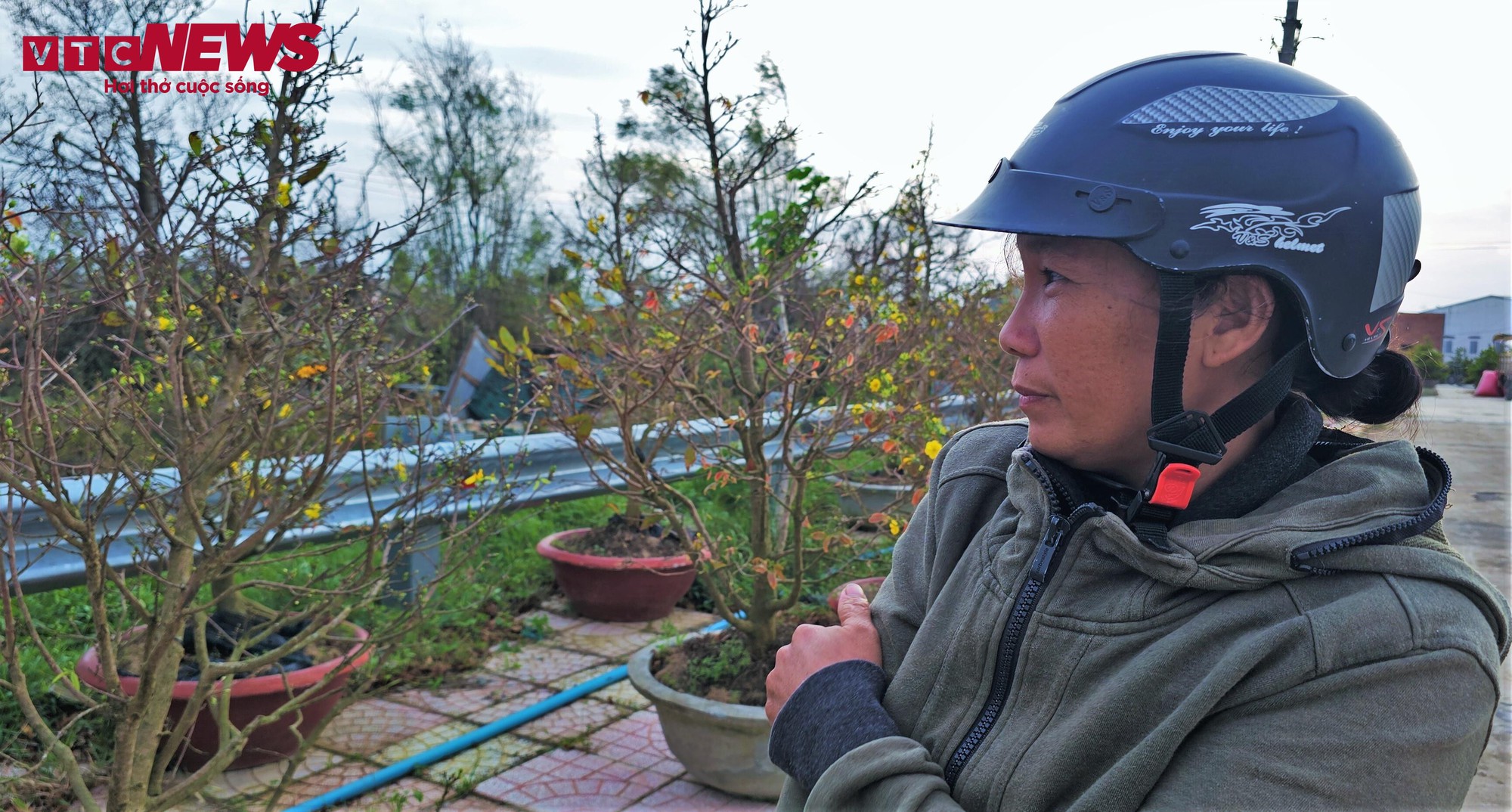 Thủ phủ mai vàng miền Trung thất thu nặng sau thiên tai kép - Ảnh 11