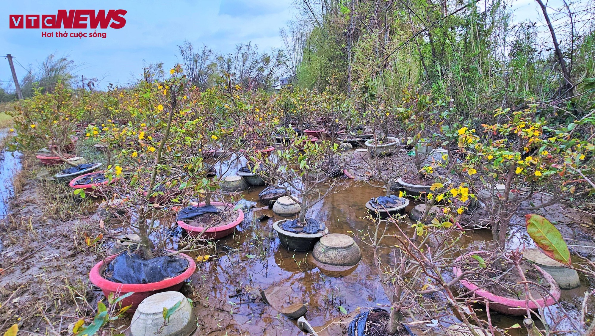 Thủ phủ mai vàng miền Trung thất thu nặng sau thiên tai kép - Ảnh 3