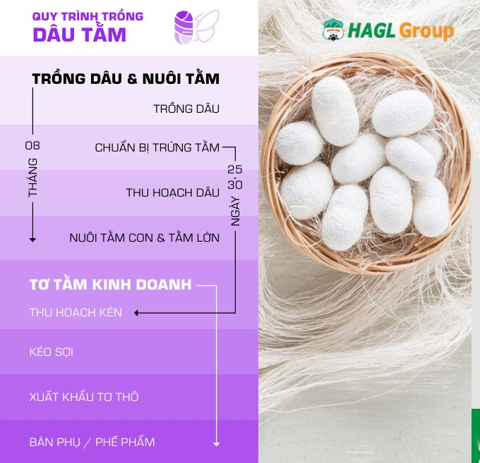 Cận cảnh bầu Đức nuôi tằm ươm tơ: Nương dâu 2.000 ha trên cao nguyên Bolaven và công thức 70 USD ‘ngon hơn tất cả các loại cây’ - Ảnh 5