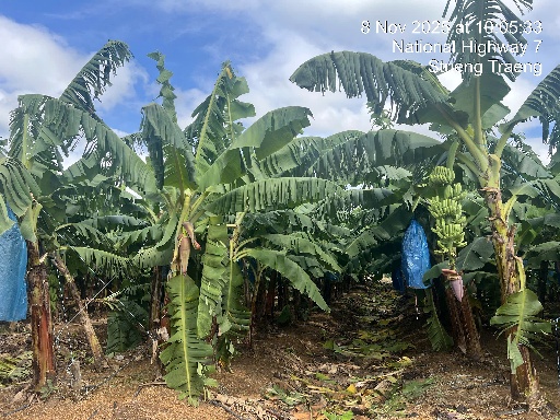 Bão số 13 tàn phá Gia Lai, nông trường chuối của Bầu Đức ra sao? - Ảnh 3