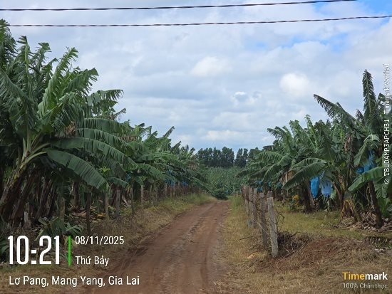 Bão số 13 tàn phá Gia Lai, nông trường chuối của Bầu Đức ra sao? - Ảnh 2