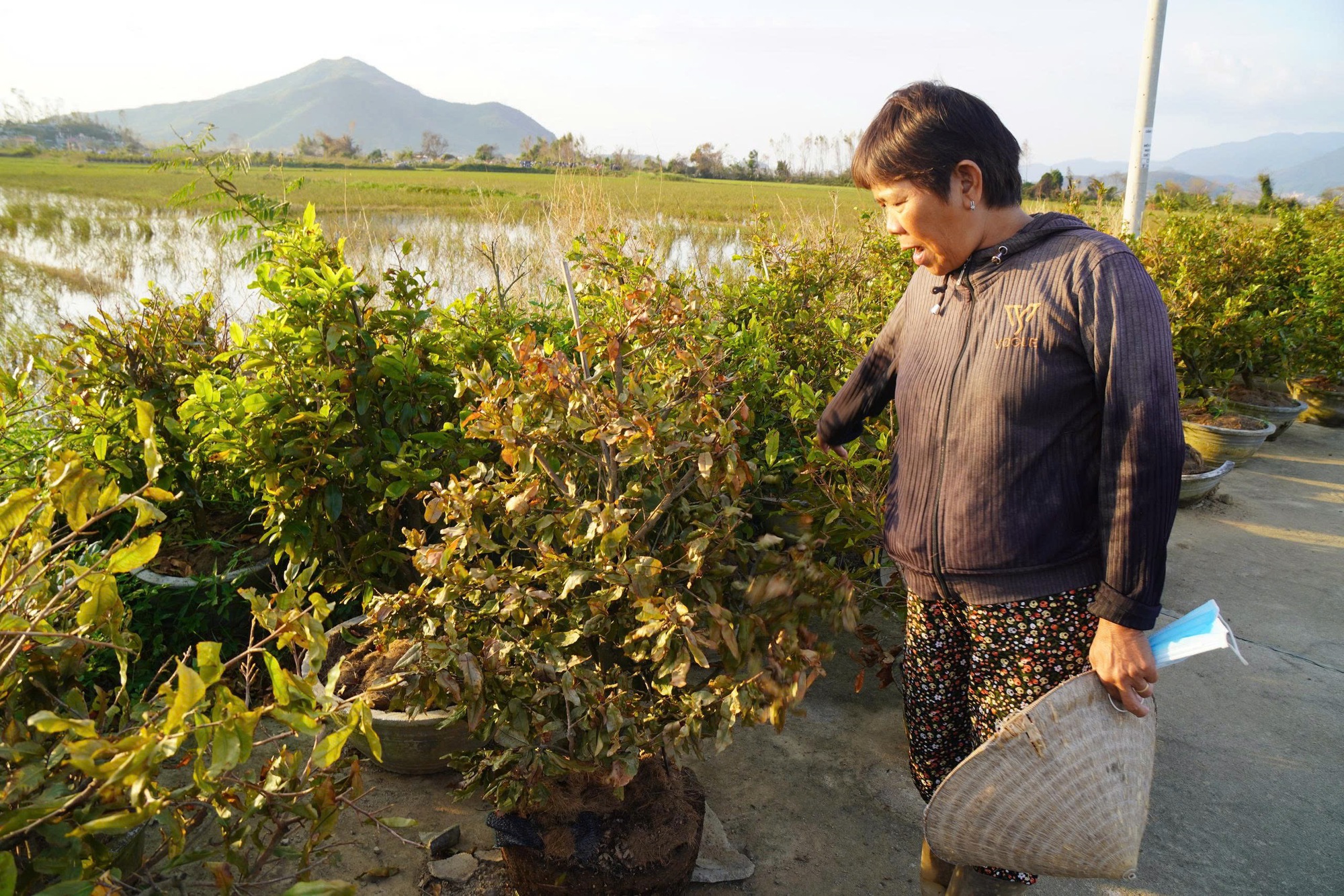 Xác xơ “thủ phủ” mai vàng miền Trung - Ảnh 2