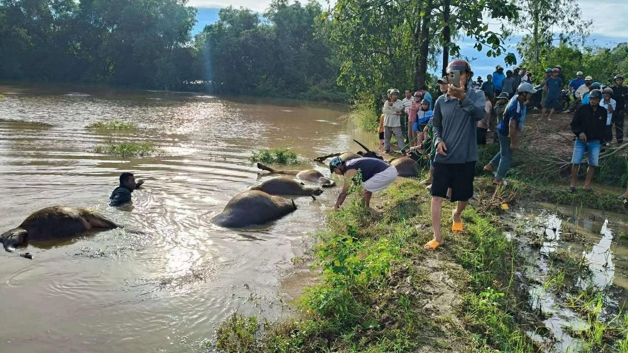 Xót xa hàng chục con trâu ở Đắk Lắk bị ngạt nước chết do bão số 13 - Ảnh 2