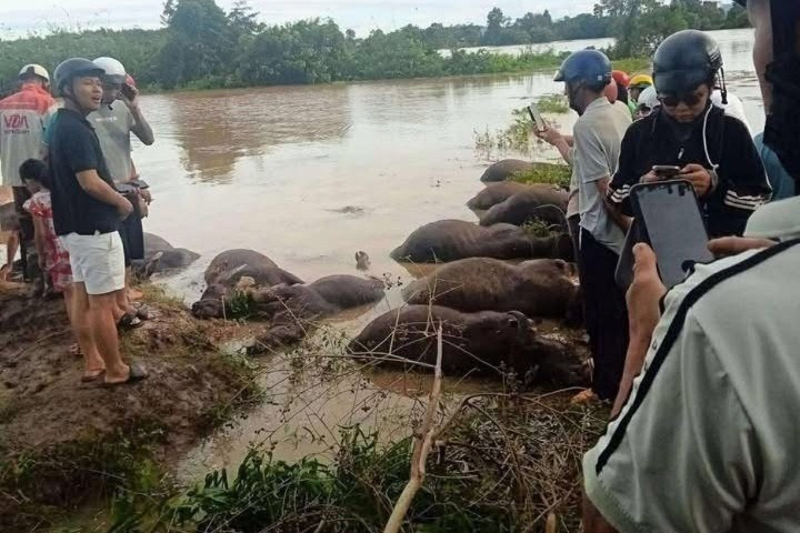 Xót xa hàng chục con trâu ở Đắk Lắk bị ngạt nước chết do bão số 13 - Ảnh 1