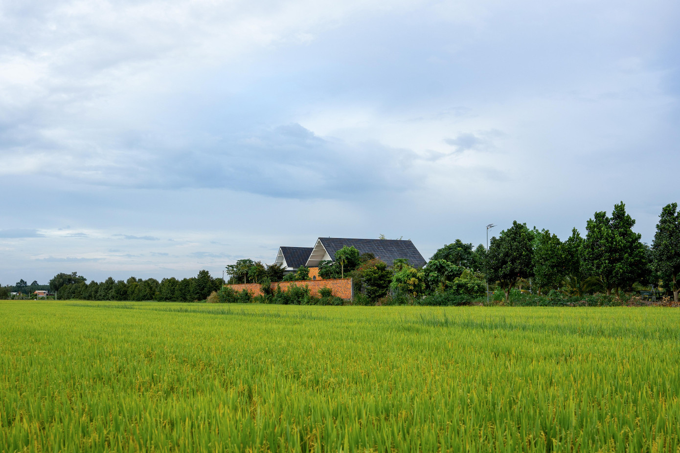 Nhà mái dốc 160m2 giữa cánh đồng lúa đẹp như tranh vẽ - Ảnh 1