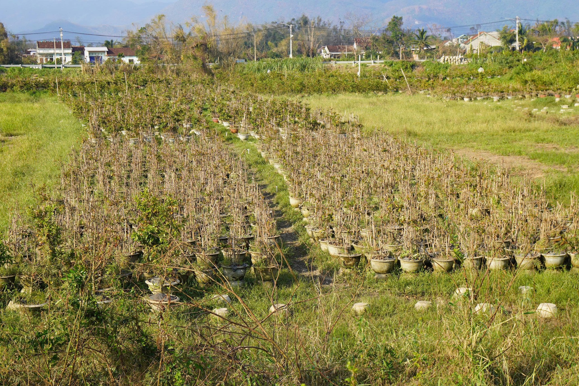 Xác xơ “thủ phủ” mai vàng miền Trung - Ảnh 1