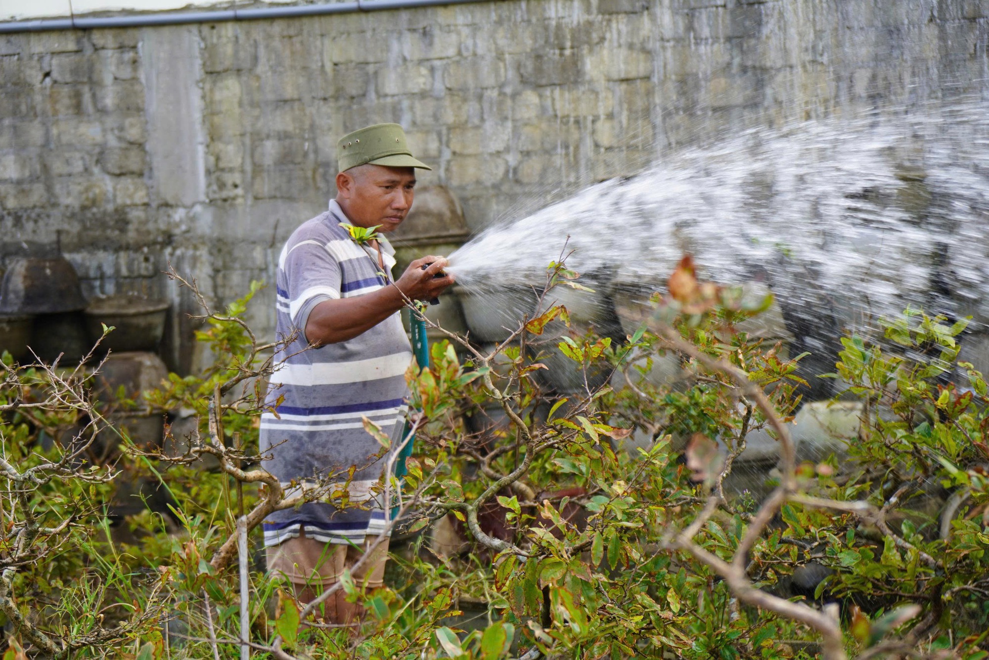 Xác xơ “thủ phủ” mai vàng miền Trung - Ảnh 3