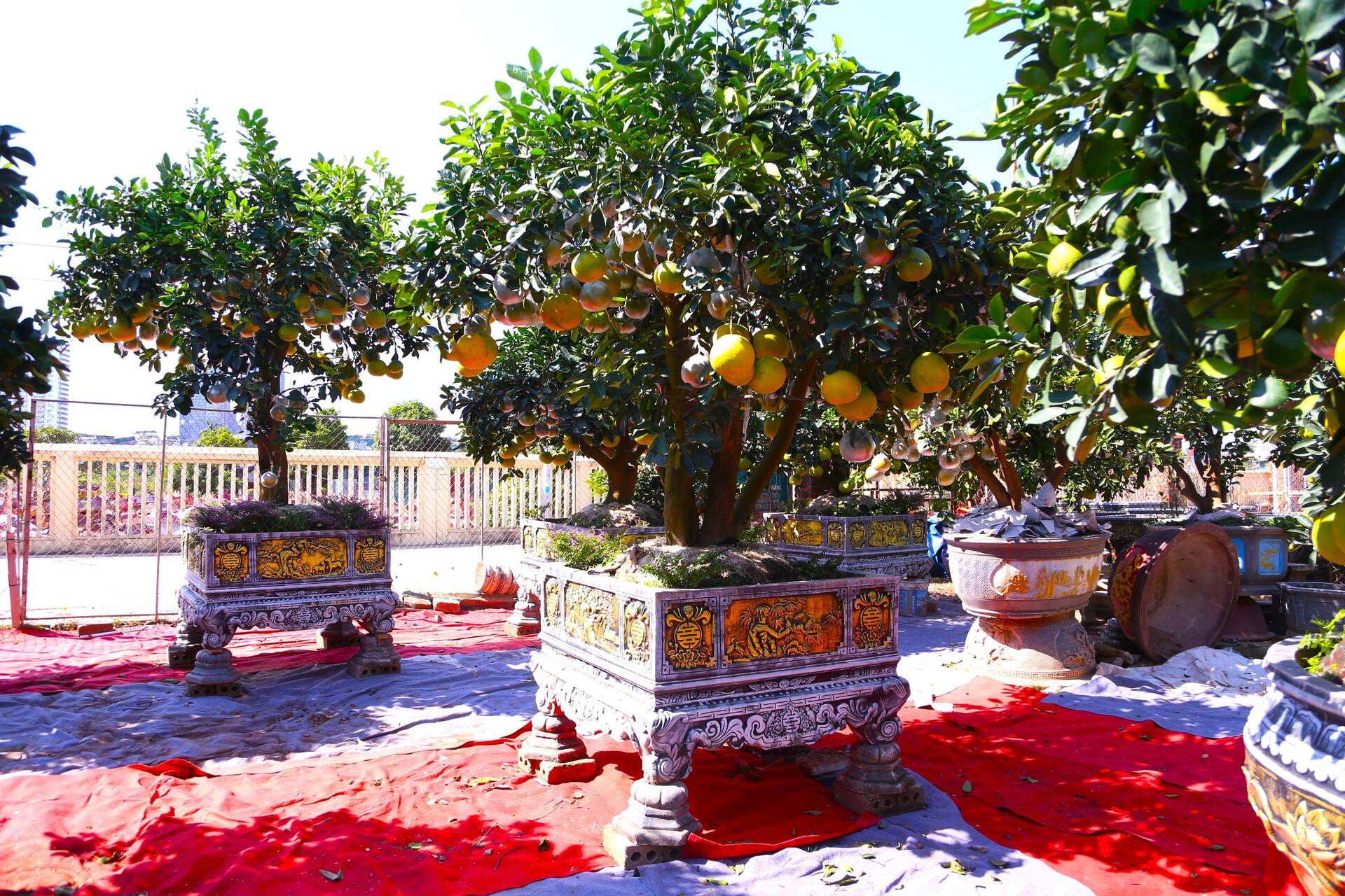 Bưởi Diễn hàng chục triệu đồng sẵn sàng chờ khách 'rước' về chơi Tết - Ảnh 2