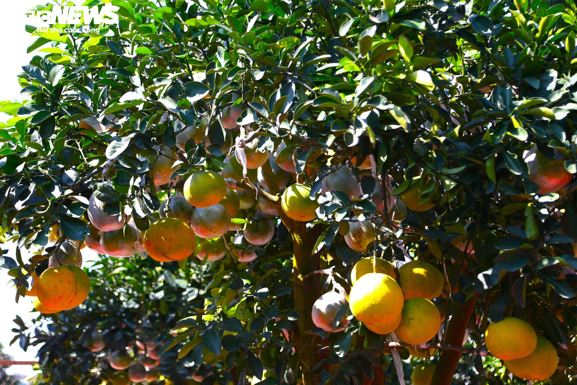 Bưởi Diễn hàng chục triệu đồng sẵn sàng chờ khách 'rước' về chơi Tết - Ảnh 3