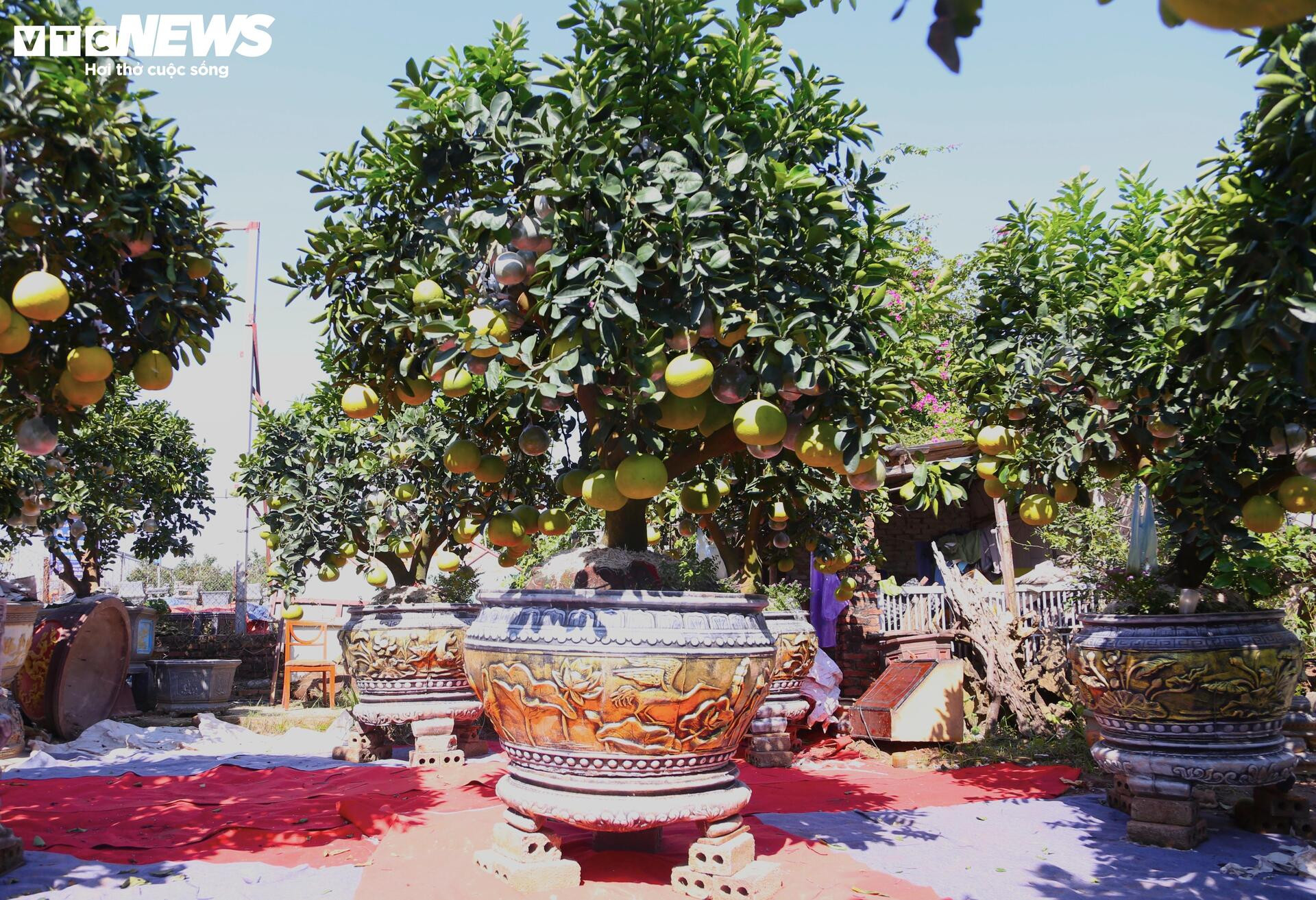 Bưởi Diễn hàng chục triệu đồng sẵn sàng chờ khách 'rước' về chơi Tết - Ảnh 8