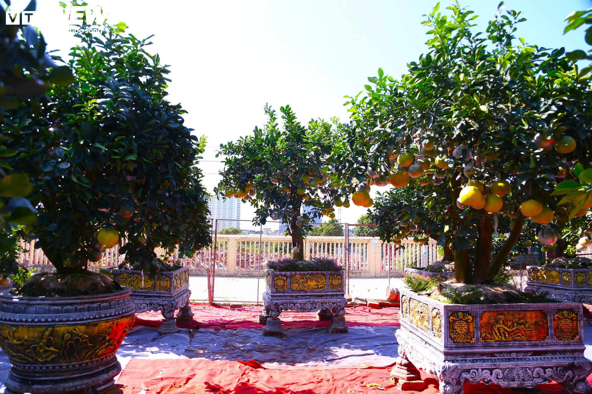 Bưởi Diễn hàng chục triệu đồng sẵn sàng chờ khách 'rước' về chơi Tết - Ảnh 1