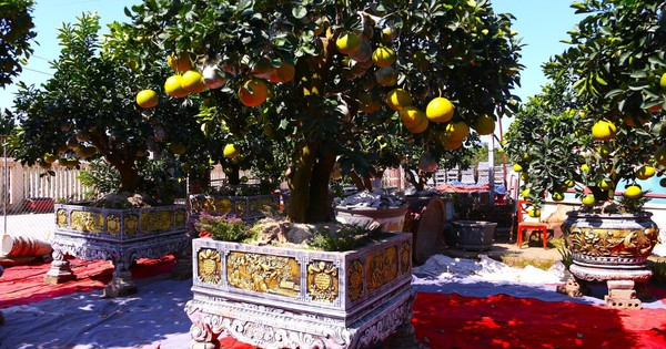 Bưởi Diễn hàng chục triệu đồng sẵn sàng chờ khách 'rước' về chơi Tết