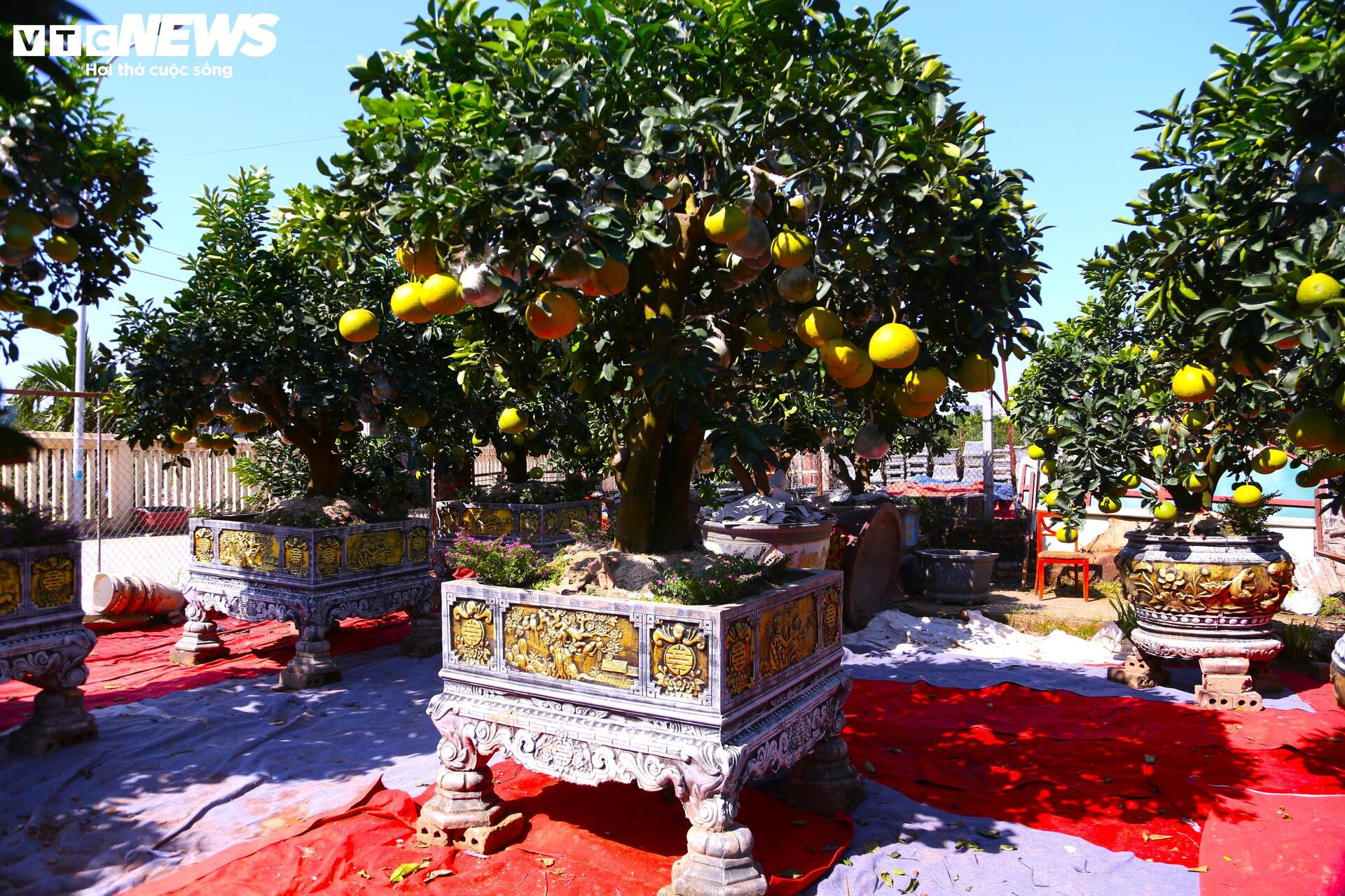 Bưởi Diễn hàng chục triệu đồng sẵn sàng chờ khách 'rước' về chơi Tết - Ảnh 6