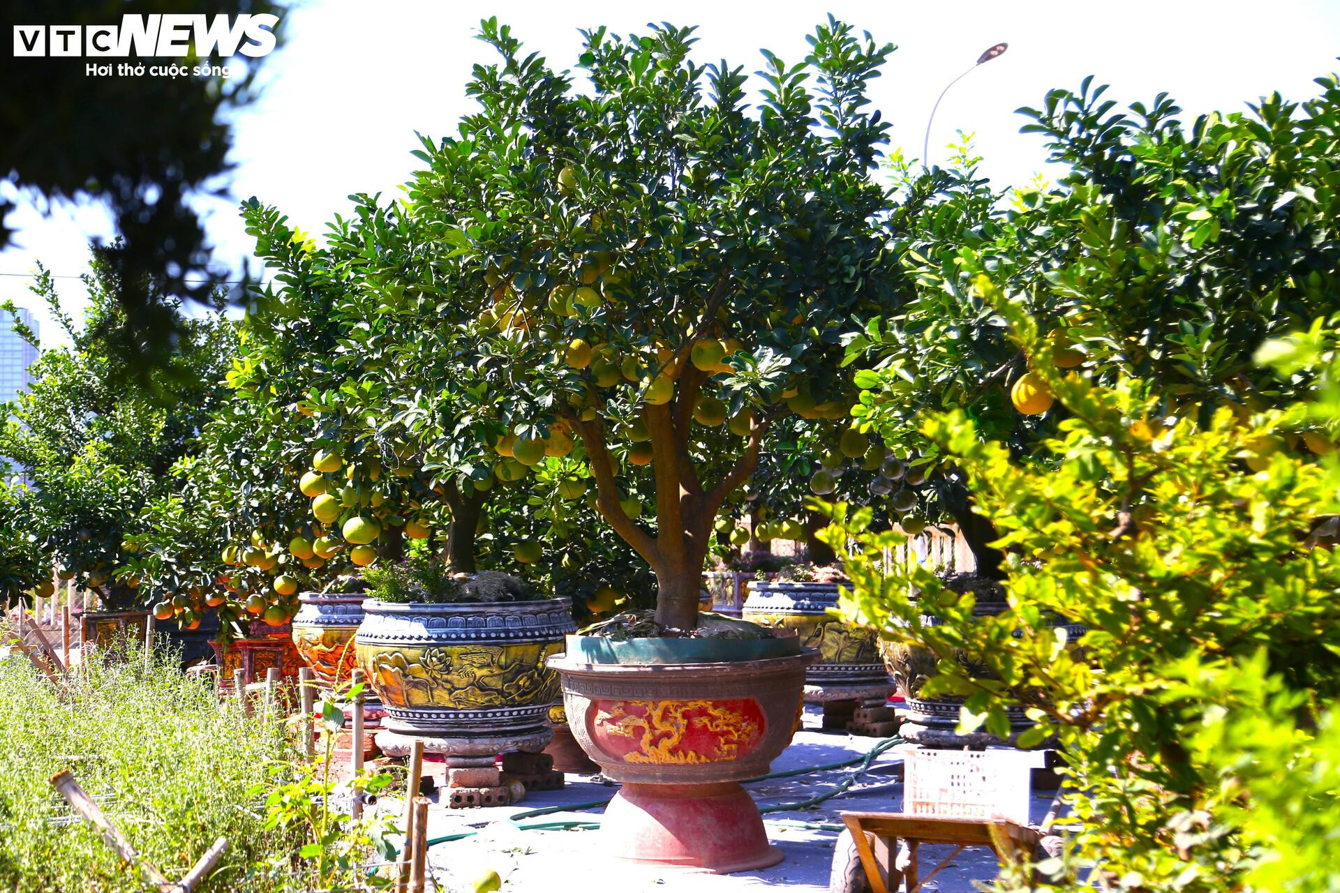 Bưởi Diễn hàng chục triệu đồng sẵn sàng chờ khách 'rước' về chơi Tết - Ảnh 7