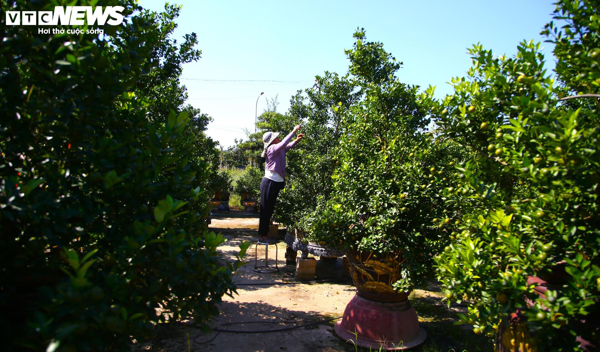 Bưởi Diễn hàng chục triệu đồng sẵn sàng chờ khách 'rước' về chơi Tết - Ảnh 9