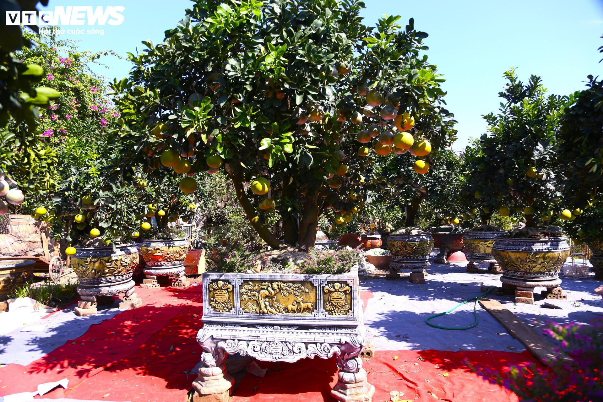 Bưởi Diễn hàng chục triệu đồng sẵn sàng chờ khách 'rước' về chơi Tết - Ảnh 4