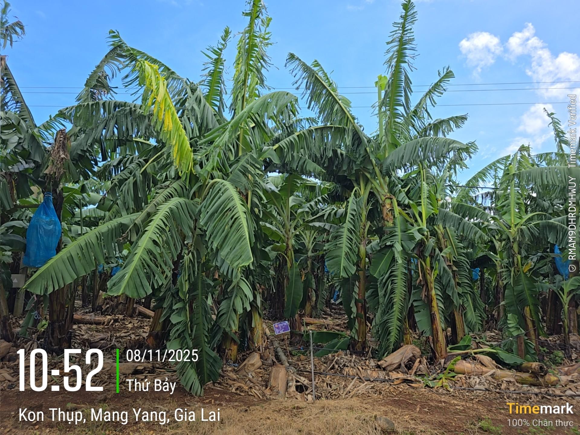 Bão số 13 tàn phá Gia Lai, nông trường chuối của Bầu Đức ra sao? - Ảnh 4