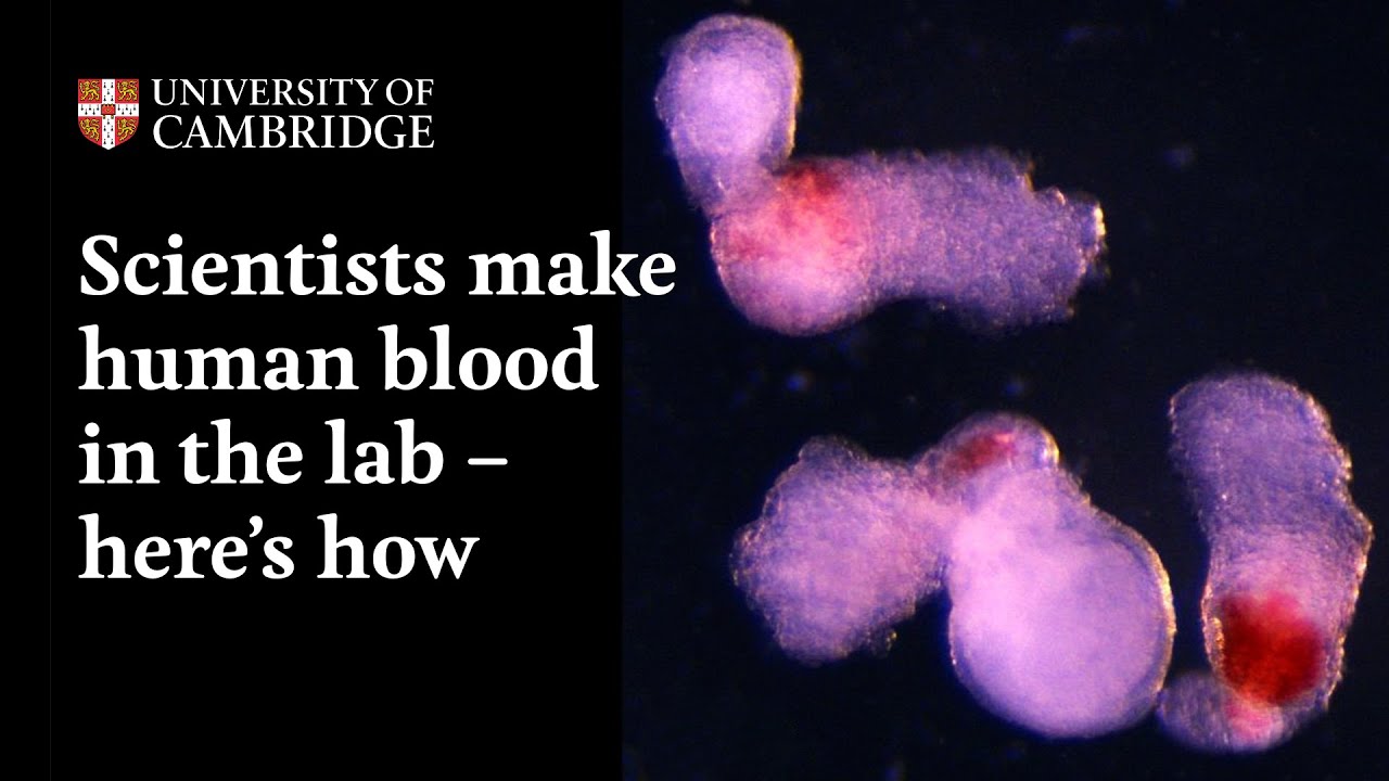 Các nhà khoa học tạo ra máu người trong phòng thí nghiệm: Bước tiến đột phá mở ra kỷ nguyên mới cho y học tái tạo - Ảnh 3