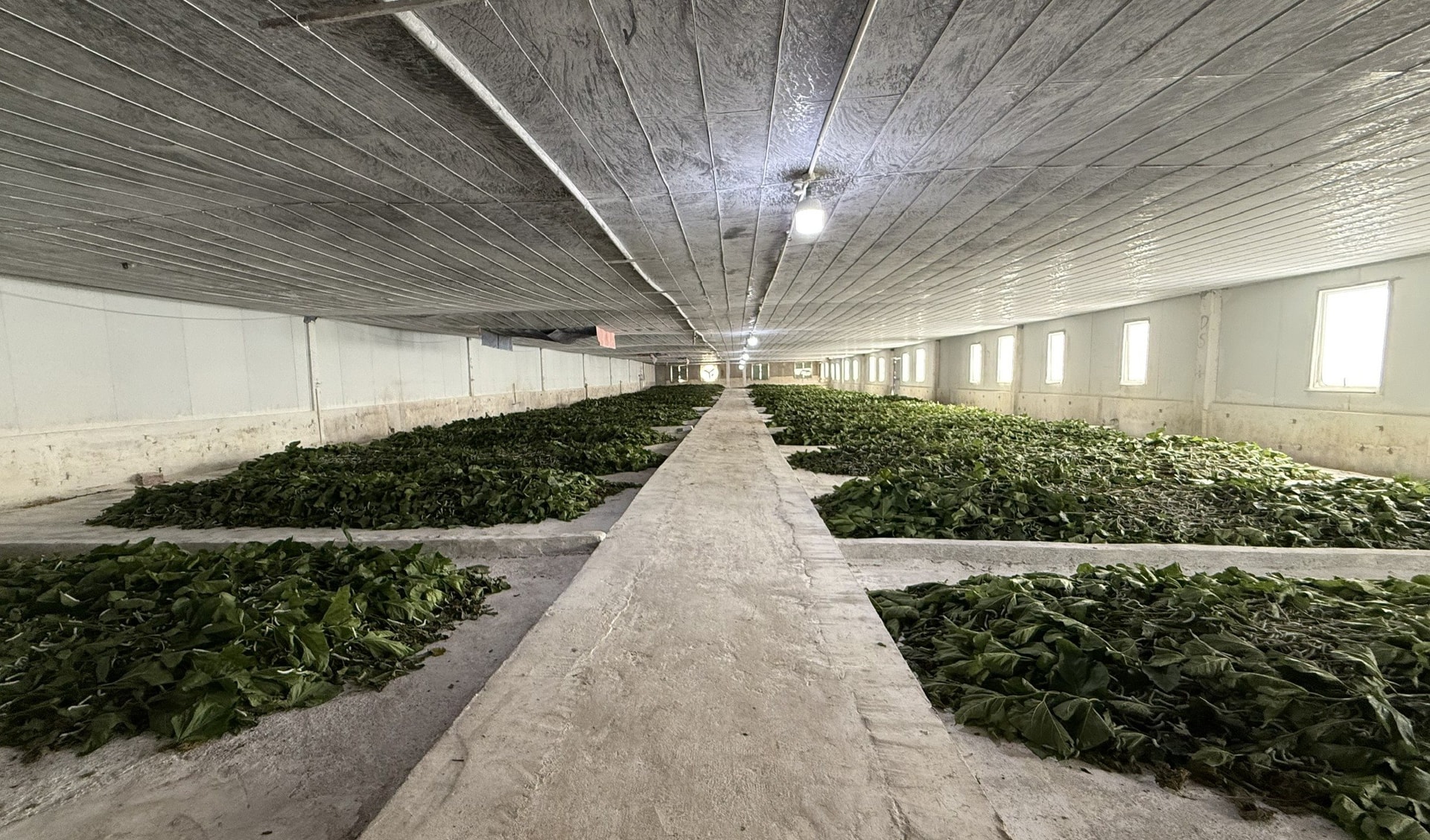 Cận cảnh bầu Đức nuôi tằm ươm tơ: Nương dâu 2.000 ha trên cao nguyên Bolaven và công thức 70 USD ‘ngon hơn tất cả các loại cây’ - Ảnh 2