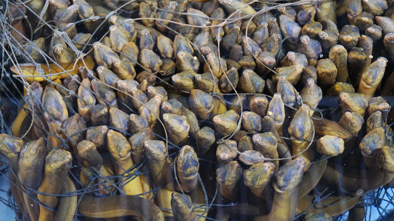 Loài cá được ví là “nhân sâm dưới nước”: Nuôi ở nơi đặc biệt, cả Trung Quốc, Nhật Bản, Mỹ đều muốn mua - Ảnh 1