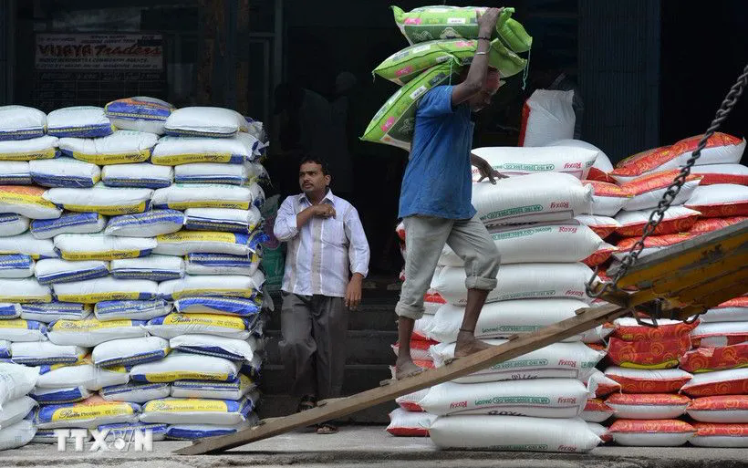 Xuất khẩu gạo Ấn Độ dự kiến tăng hơn 10% trong tài khóa 2025-2026 - Ảnh 1