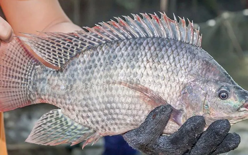 Việt Nam xuất khẩu lô hàng cá rô phi đầu tiên sang Brazil - Ảnh 1