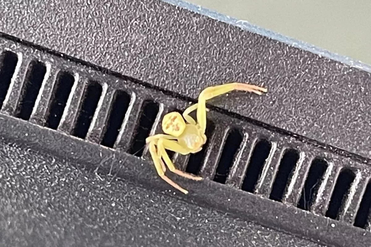 Nhện “mặt người” gây chú ý trên mạng Thái Lan - Ảnh 1