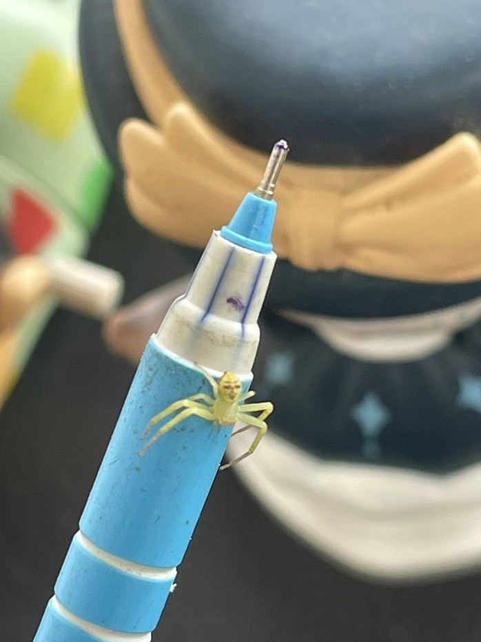 Nhện “mặt người” gây chú ý trên mạng Thái Lan - Ảnh 2