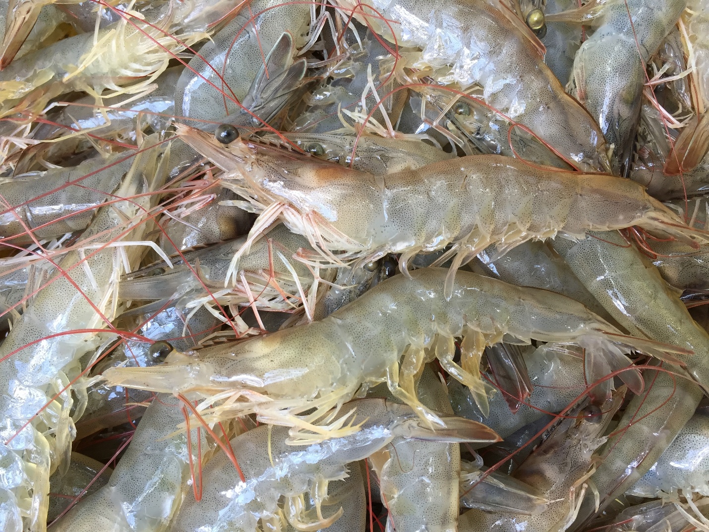 Thức ăn thủy sản De Heus được trao chứng nhận quốc tế - Ảnh 2