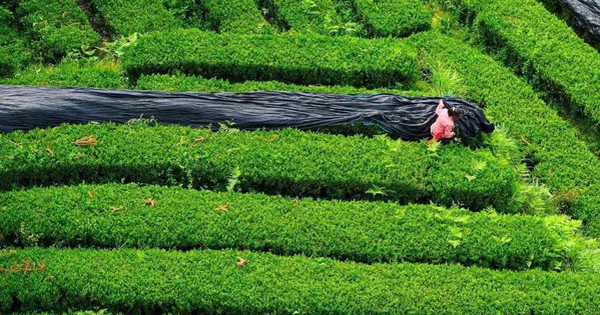 Khủng hoảng nguồn cung Nhật Bản: Matcha Trung Quốc trỗi dậy chiếm 60% thị phần toàn cầu