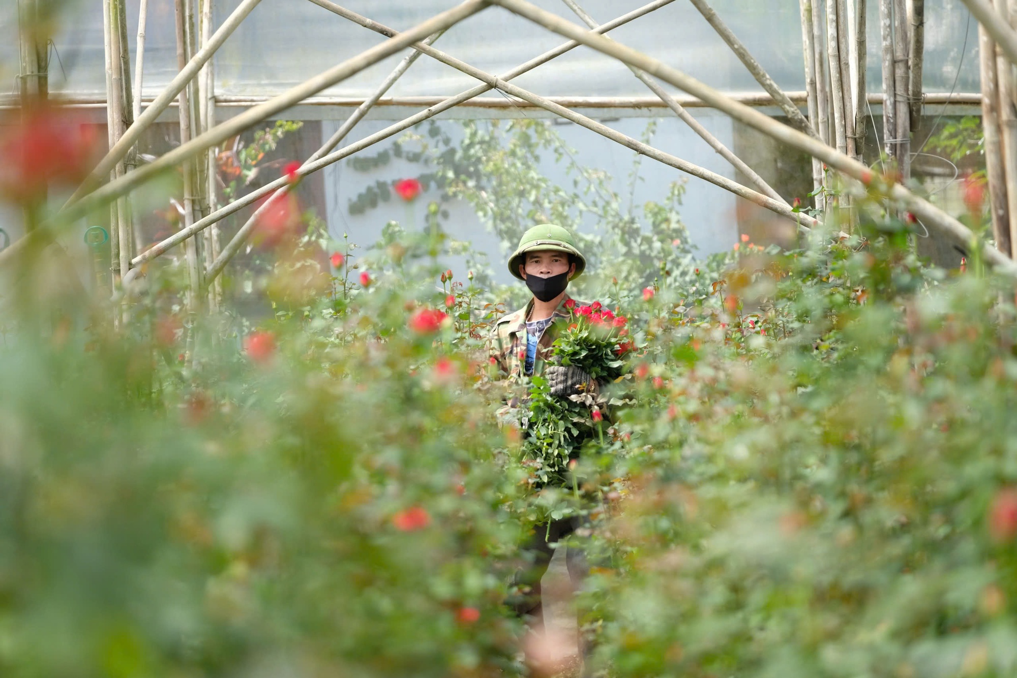 Gần 20-11, nhiều chủ vườn hoa... lo lắng - Ảnh 1