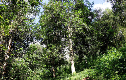 Một loại sản vật thế giới rất hiếm nhưng riêng 1 tỉnh của Việt Nam đã trồng hơn 43.000 ha: Xuất khẩu thu về hơn 47 triệu USD, nước ta cùng Trung Quốc là ‘ông trùm’ toàn cầu - Ảnh 1