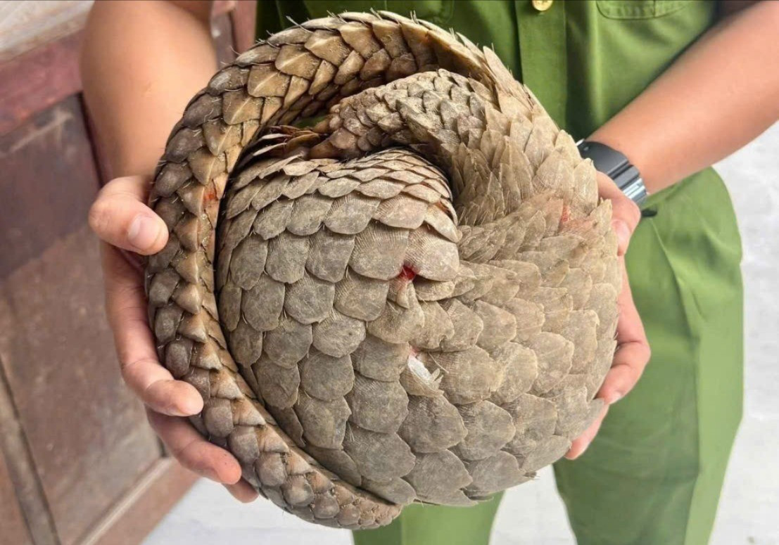 Phát hiện con vật quý hiếm trong sách đỏ khi đi làm đồng - Ảnh 1