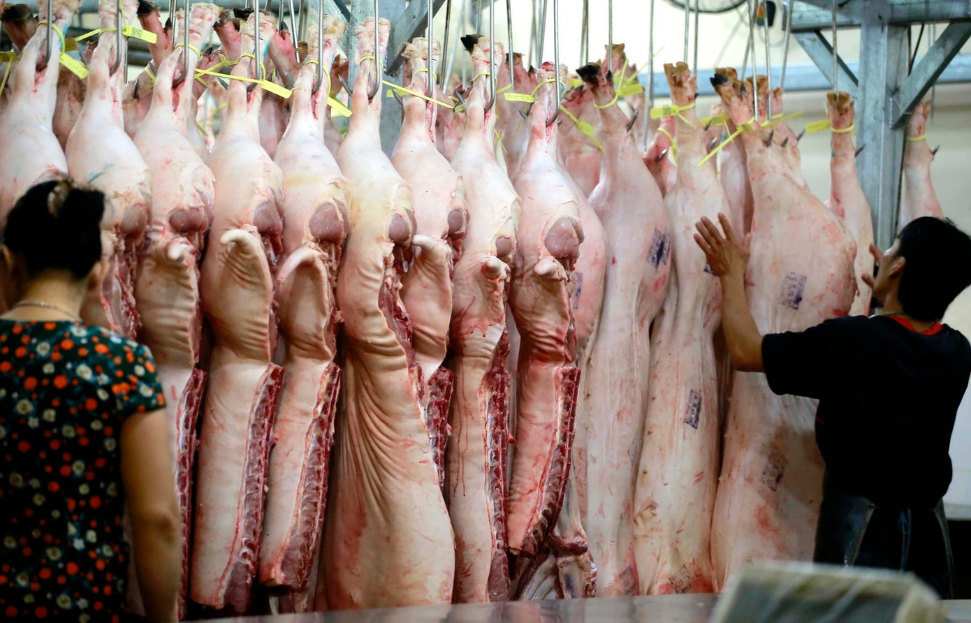 Giá lợn hơi giảm mạnh - Ảnh 1