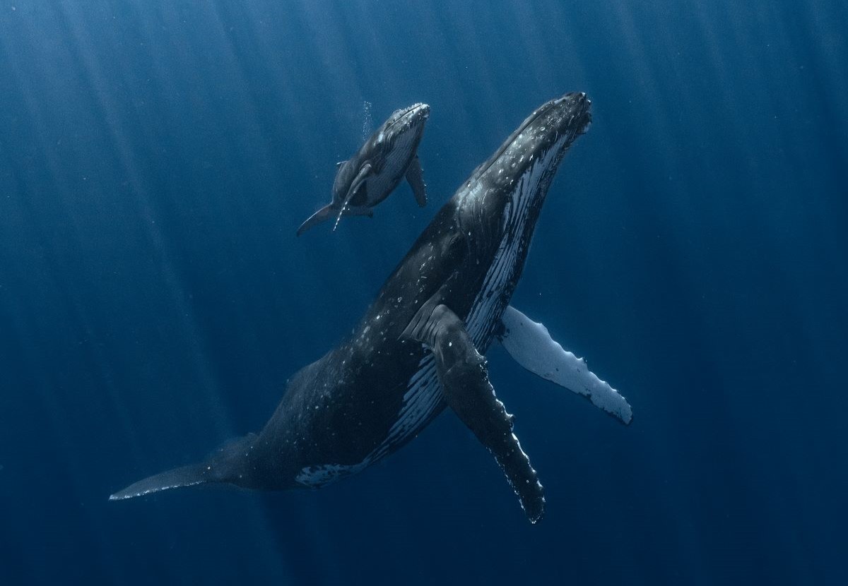 "Thủy quái" khổng lồ bất ngờ lao đến dưới biển sâu: Thợ lặn suýt bị nuốt chửng trong tích tắc - Ảnh 1