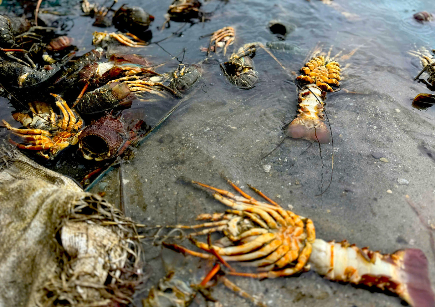 Tôm hùm chết sạch, chất đống bốc mùi hôi thối sau lũ - Ảnh 4