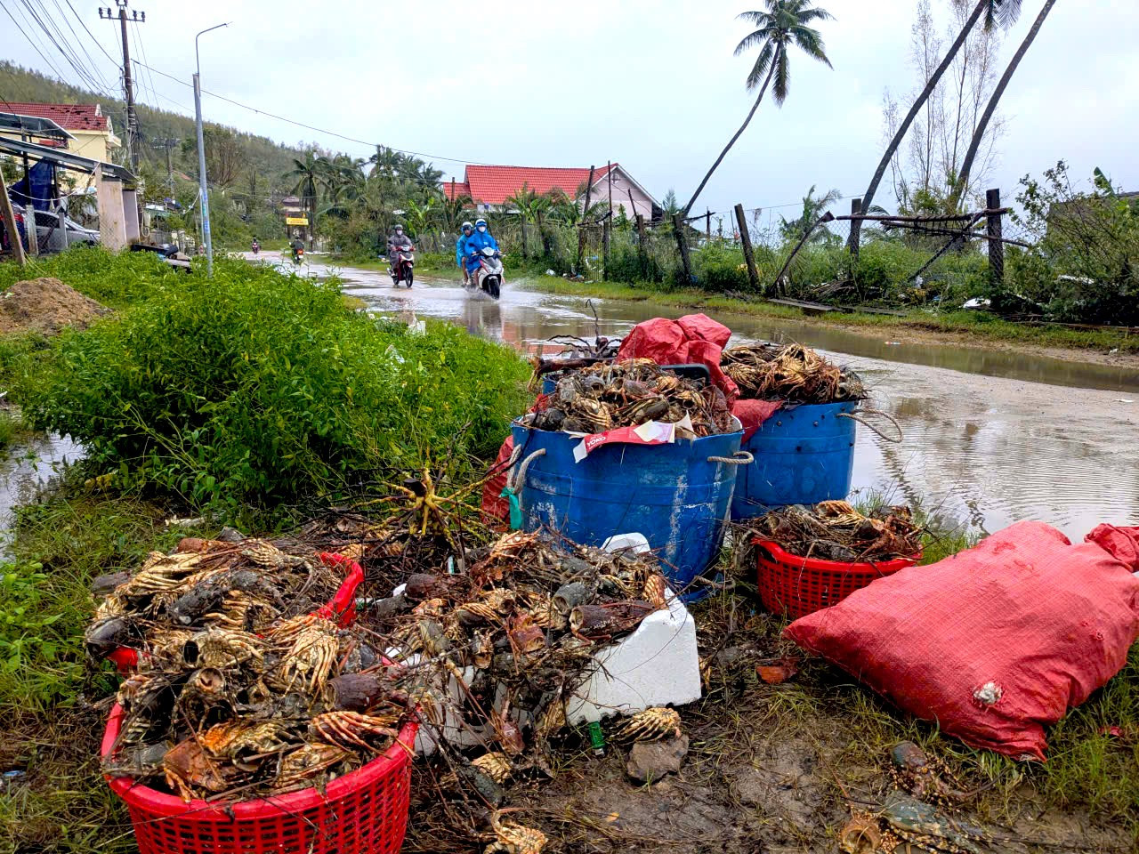 Tôm hùm chết sạch, chất đống bốc mùi hôi thối sau lũ - Ảnh 1