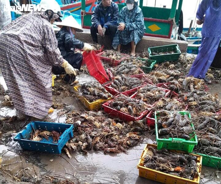 20 triệu con tôm hùm chết trong lũ, nghề nuôi tôm hùm ở Đắk Lắk 'gần như xoá sổ' - Ảnh 2