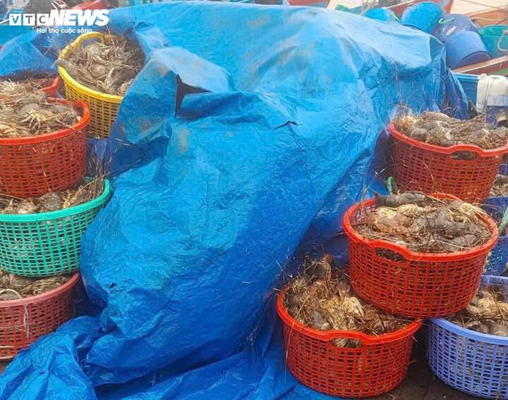 20 triệu con tôm hùm chết trong lũ, nghề nuôi tôm hùm ở Đắk Lắk 'gần như xoá sổ' - Ảnh 1