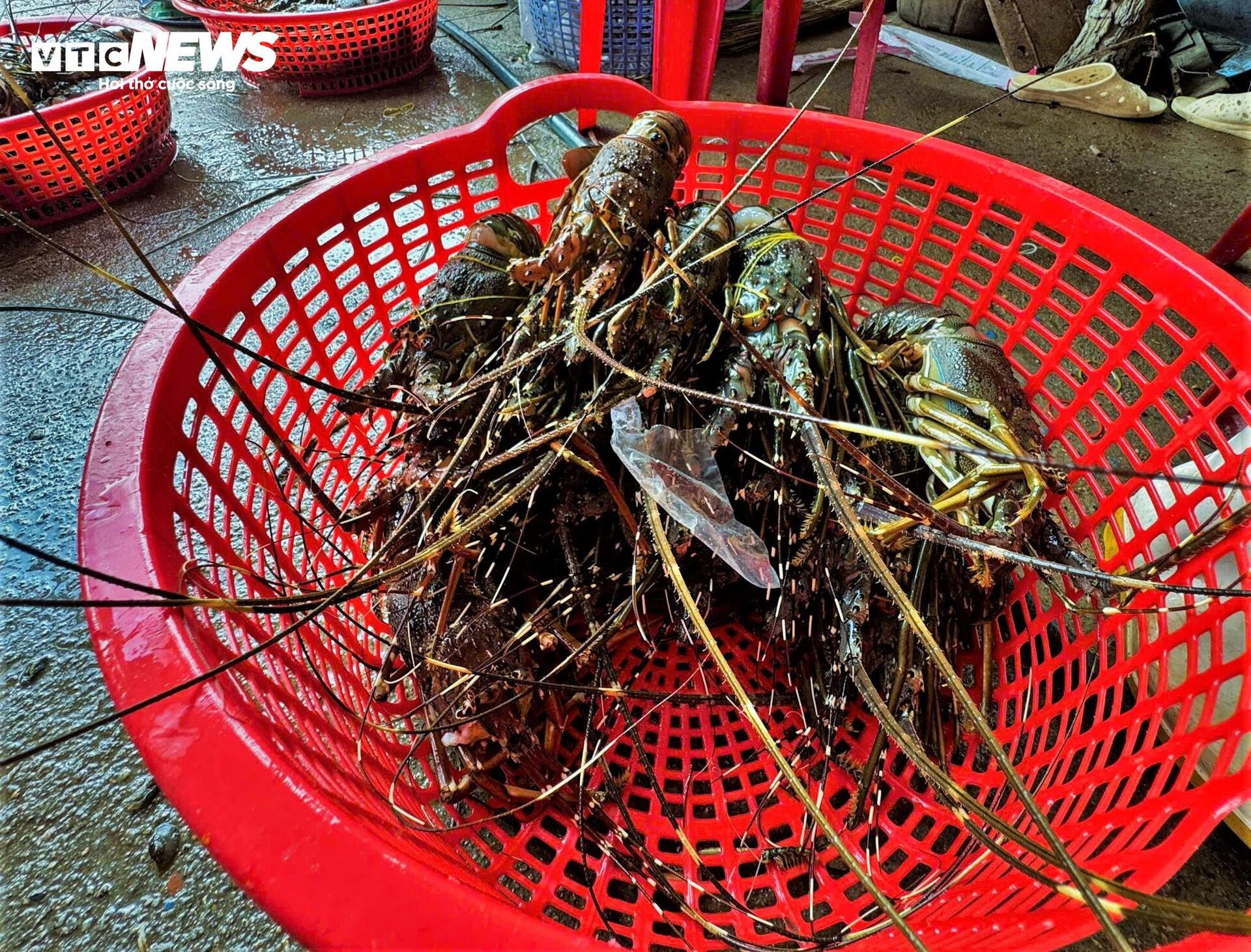 Bán tôm hùm 150.000 đồng/kg sau lũ dữ, người dân Đắk Lắk trắng tay - Ảnh 7