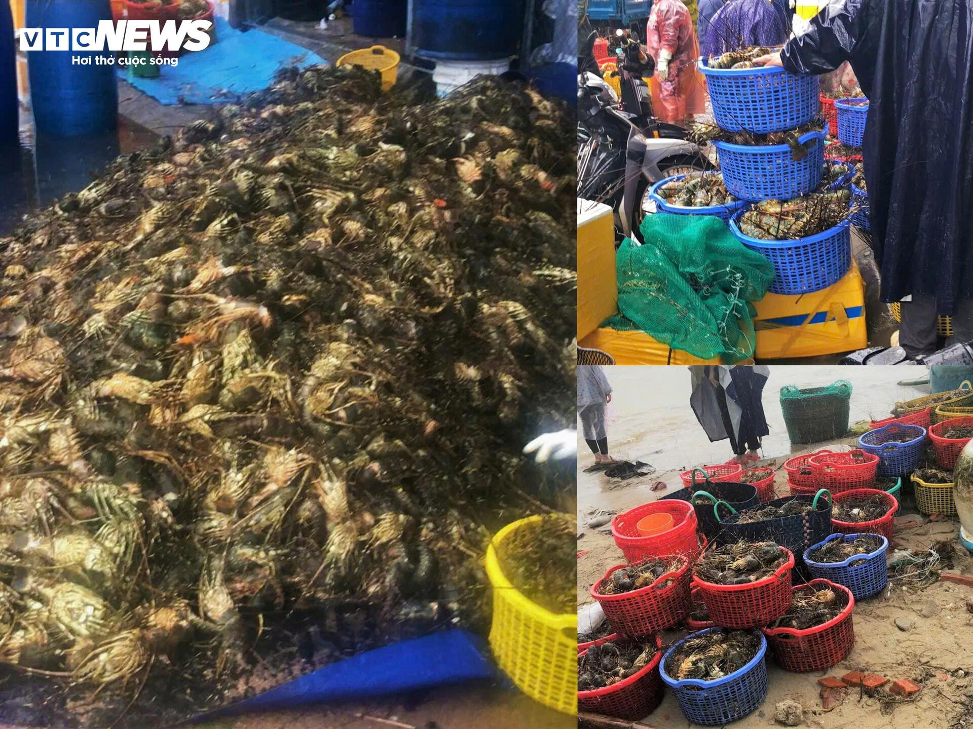 Bán tôm hùm 150.000 đồng/kg sau lũ dữ, người dân Đắk Lắk trắng tay - Ảnh 3