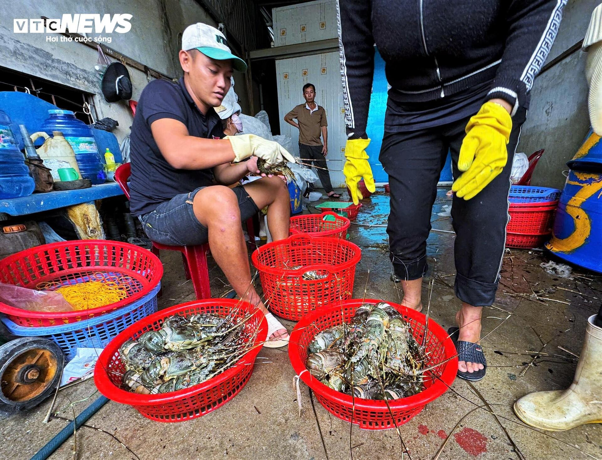 Bán tôm hùm 150.000 đồng/kg sau lũ dữ, người dân Đắk Lắk trắng tay - Ảnh 5