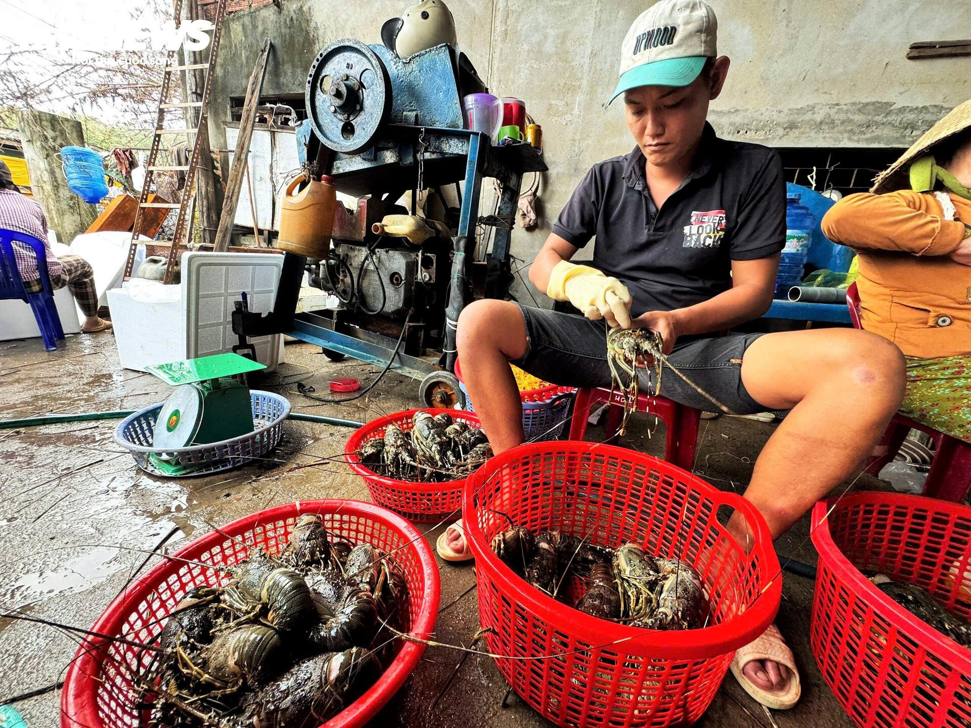 Bán tôm hùm 150.000 đồng/kg sau lũ dữ, người dân Đắk Lắk trắng tay - Ảnh 10