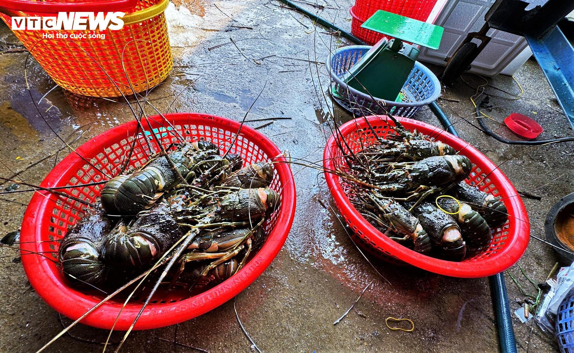 Bán tôm hùm 150.000 đồng/kg sau lũ dữ, người dân Đắk Lắk trắng tay - Ảnh 4