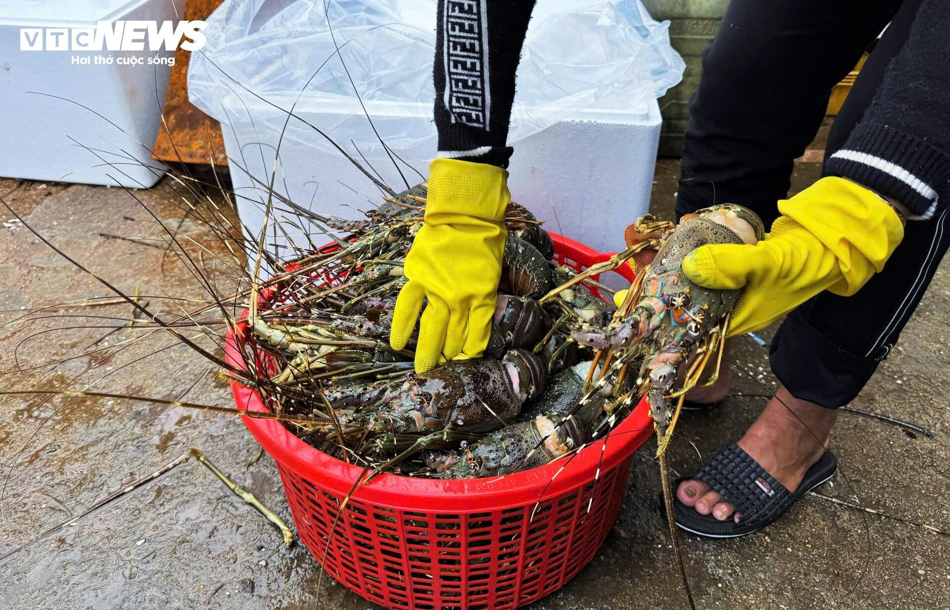 Bán tôm hùm 150.000 đồng/kg sau lũ dữ, người dân Đắk Lắk trắng tay - Ảnh 6