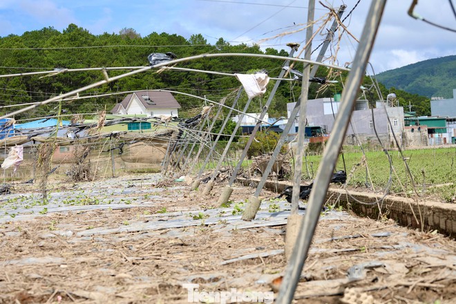 Tan hoang thủ phủ rau Lâm Đồng - Ảnh 5