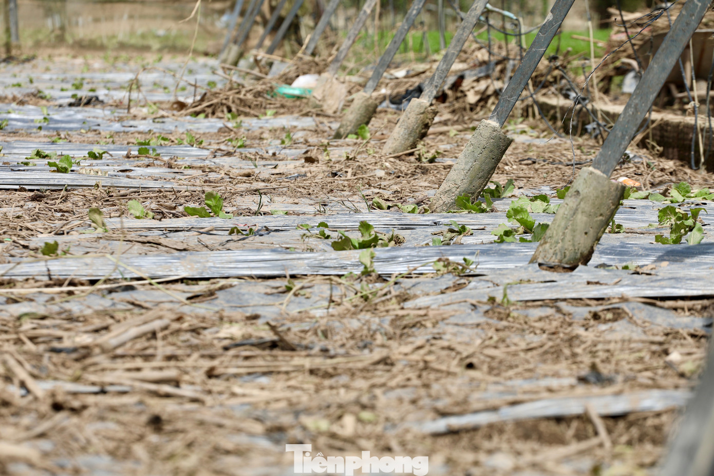 Tan hoang thủ phủ rau Lâm Đồng - Ảnh 27