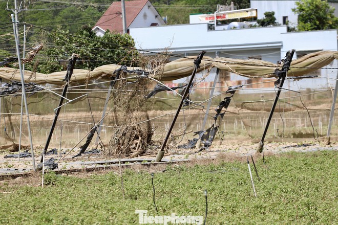 Tan hoang thủ phủ rau Lâm Đồng - Ảnh 6